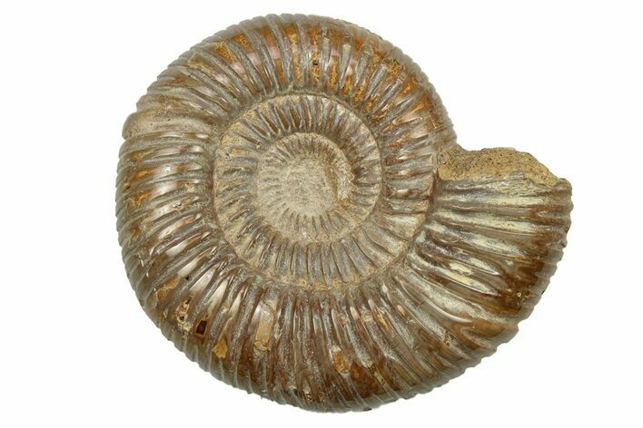 Polished Jurassic Ammonite (Perisphinctes) - Madagascar #270924